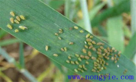 小麥吸漿蟲的發生特點