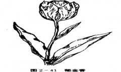 郁金香如何養殖，郁金香的養殖方法