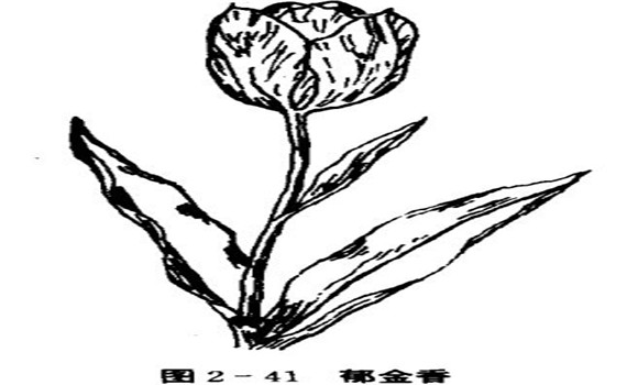 郁金香的養殖方法