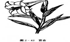 百合花怎么養，百合的產地、習性與養殖