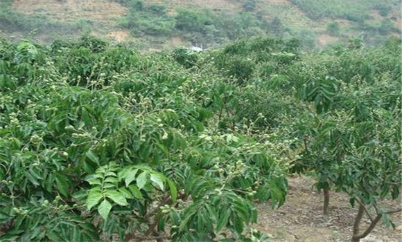種植黃皮怎么管理？