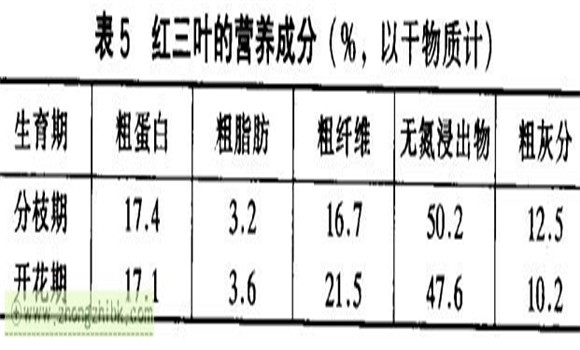 紅三葉草的功效 紅三葉經濟價值及功效