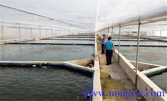 魚龜混養怎么喂食