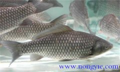 四大家魚的生活水層簡介 四大家魚養殖技術要點