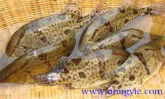 鱖魚的種類有哪些?常見的鱖魚的飼養方式簡介
