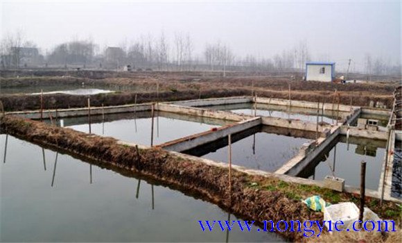 精養魚池的建設標準是什么