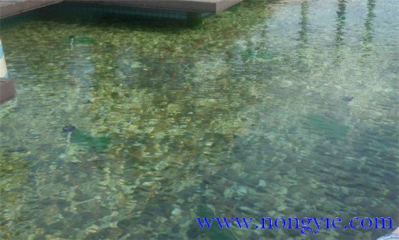 精養魚池怎樣建造