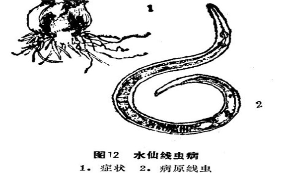 如何防治水仙線蟲??？