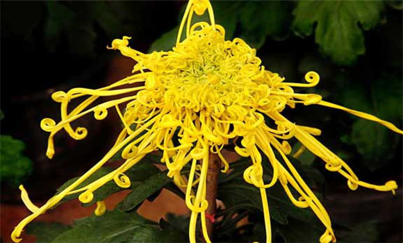 盆栽菊花怎么養才好？