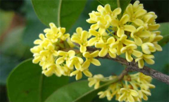 四季桂什么時候開花？