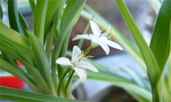 家庭室內養花小技巧