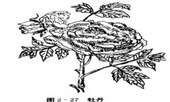 牡丹花的種植方法，如何種植牡丹花