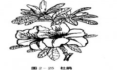 怎樣養杜鵑花，杜鵑花怎么養