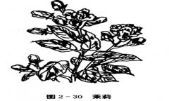茉莉花種植技術，如何種植茉莉花