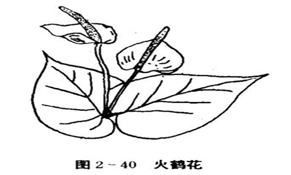 火鶴花怎么養，怎么養火鶴花效果好