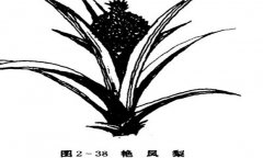艷鳳梨的特性與艷鳳梨的養殖技術