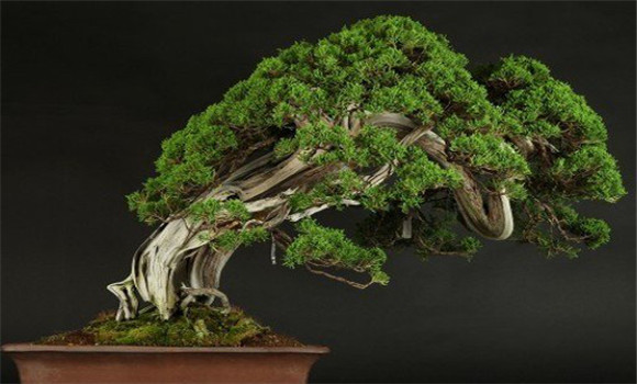 盆景換土時間、年限、根系處理等方法