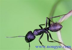 擬黑多刺蟻怎么養 擬黑多刺蟻養殖與管理方法