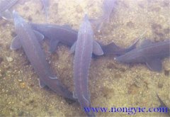 鱘魚魚苗怎么培育 鱘魚魚苗養殖技術要點