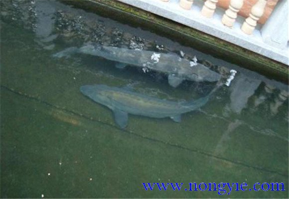 鱘魚魚苗養殖技術要點