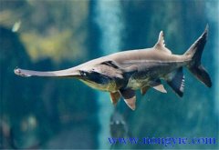 鱘魚養殖用什么飼料 鱘魚(匙吻鱘)的養殖方法