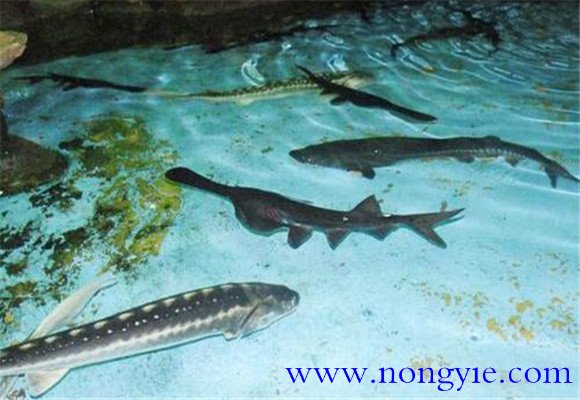 鱘魚(匙吻鱘)的養殖方法