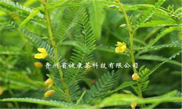 扁豆草栽培技術，它有何生長習性