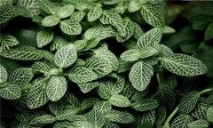 網紋草如何養殖 網紋草的養殖方法詳解