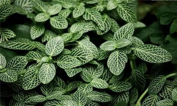 網紋草如何養殖 網紋草的養殖方法詳解