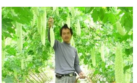 如何種植苦瓜，苦瓜種植方法技巧