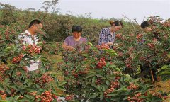 花椒品種有哪些？