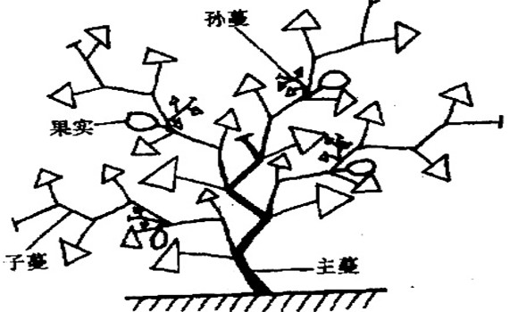 大、中棚香瓜