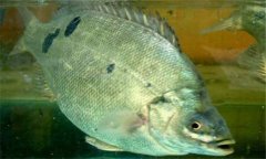 石斑魚是淡水魚嗎？石斑魚有哪些種類？