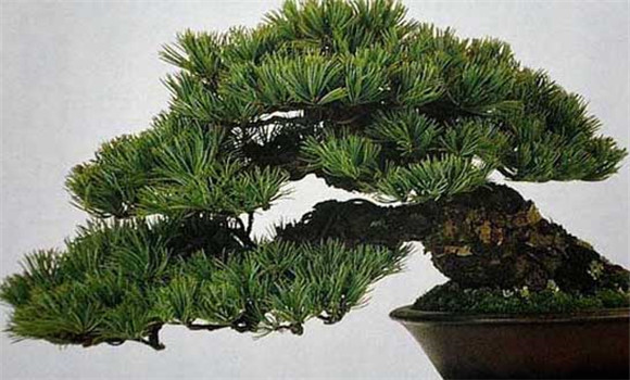盆栽五針松怎么養？