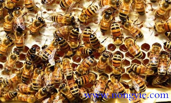 雙王蜂群春繁期、生產期和越冬期的管理方法