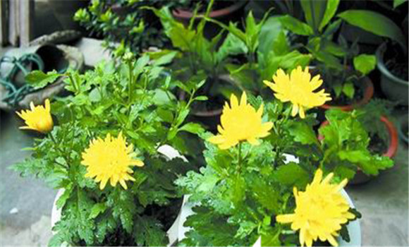 盆栽菊花養護，菊花種植注意事項知多少