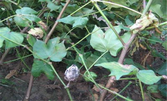 棉花種植中“二次生長”的發生與防治