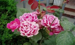 盆栽月季花養殖方法須知 盆栽月季如何養效果好