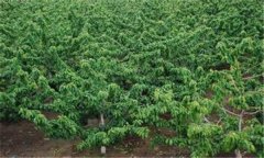 大櫻桃結果枝組的培養和修剪方法