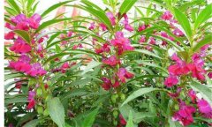 鳳仙花染指甲的方法及其醫療作用