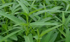 蕹菜是什么菜，有何特征？