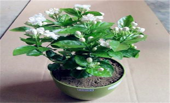 盆栽茉莉花養殖