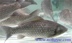四大家魚混養比例如何掌握 為何都要人工繁殖