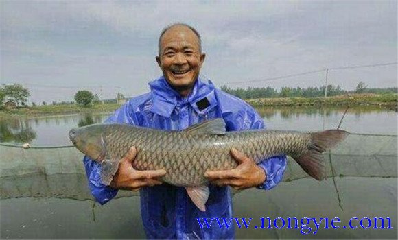 青魚養殖周期是多久