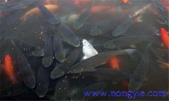 鯉魚繁殖期在什么季節 鯉魚繁殖技術要點