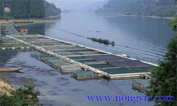 魚類氨氮中毒、藥害及泛塘的差別及解救方法
