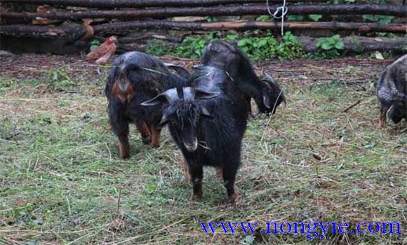 黑山羊穩產就與飼養的關系