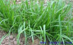 畜牧草有哪幾種？各有什么特點與生產優勢？
