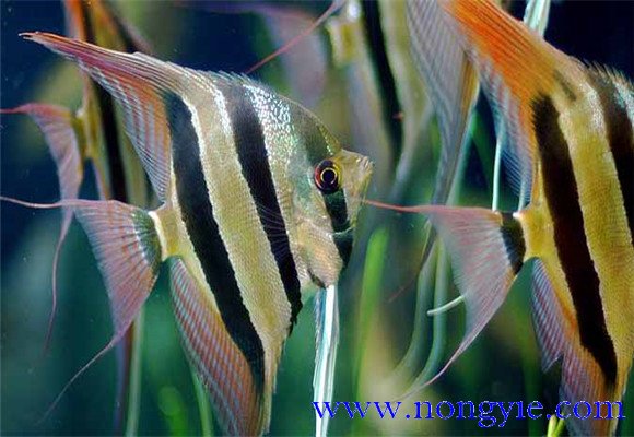 神仙魚能長多大，神仙魚怎么飼養