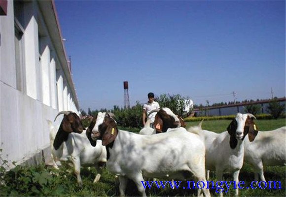 波爾山羊的舍飼養殖要點